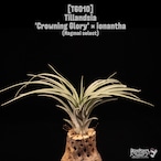 Tillandsia 'Crowning Glory' × ionantha〔ティランジア〕T6010