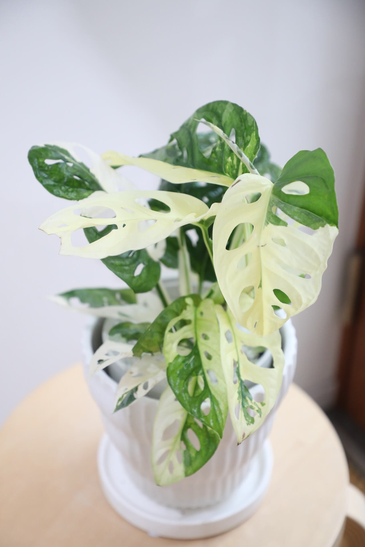 希少】【M】マドカズラ バリエガータ/Monstera adansonii | 【厳選植物