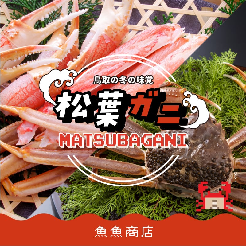 【送料無料】高級感ある味わい【松葉ガニ／生（タグ付き）】1枚（800g〜900g）