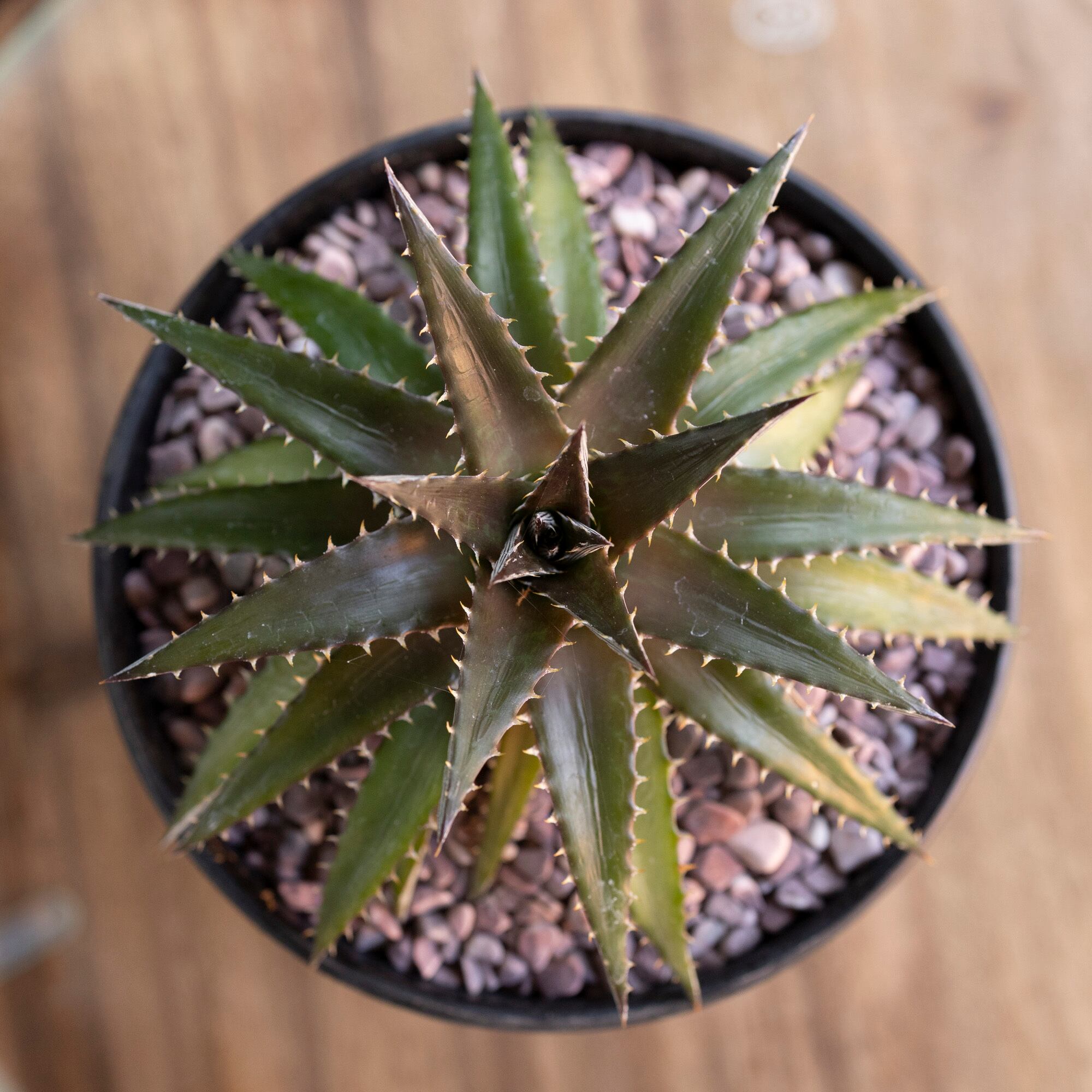 Dyckia ディッキア ハイブリッド 交配種 子株付き 多肉植物 サボテン