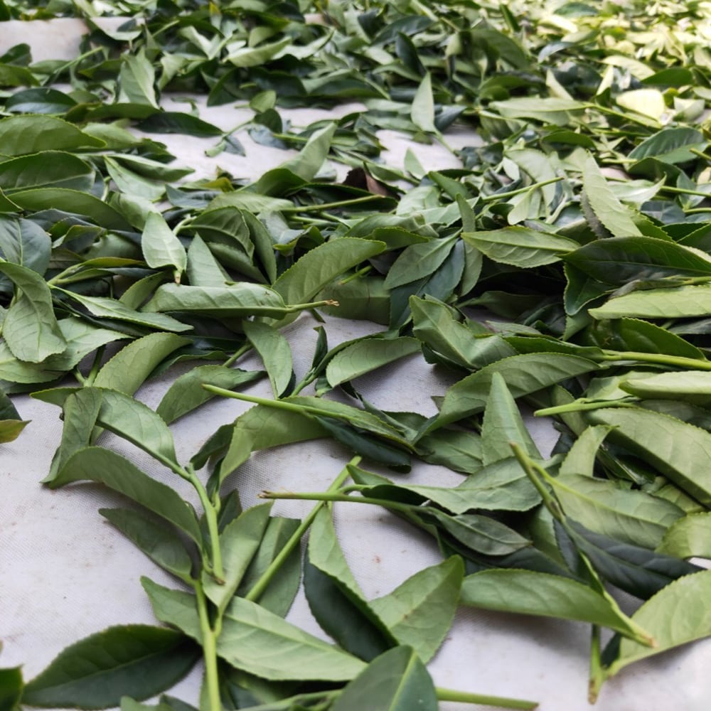 烏龍茶 阿里山金萱茶