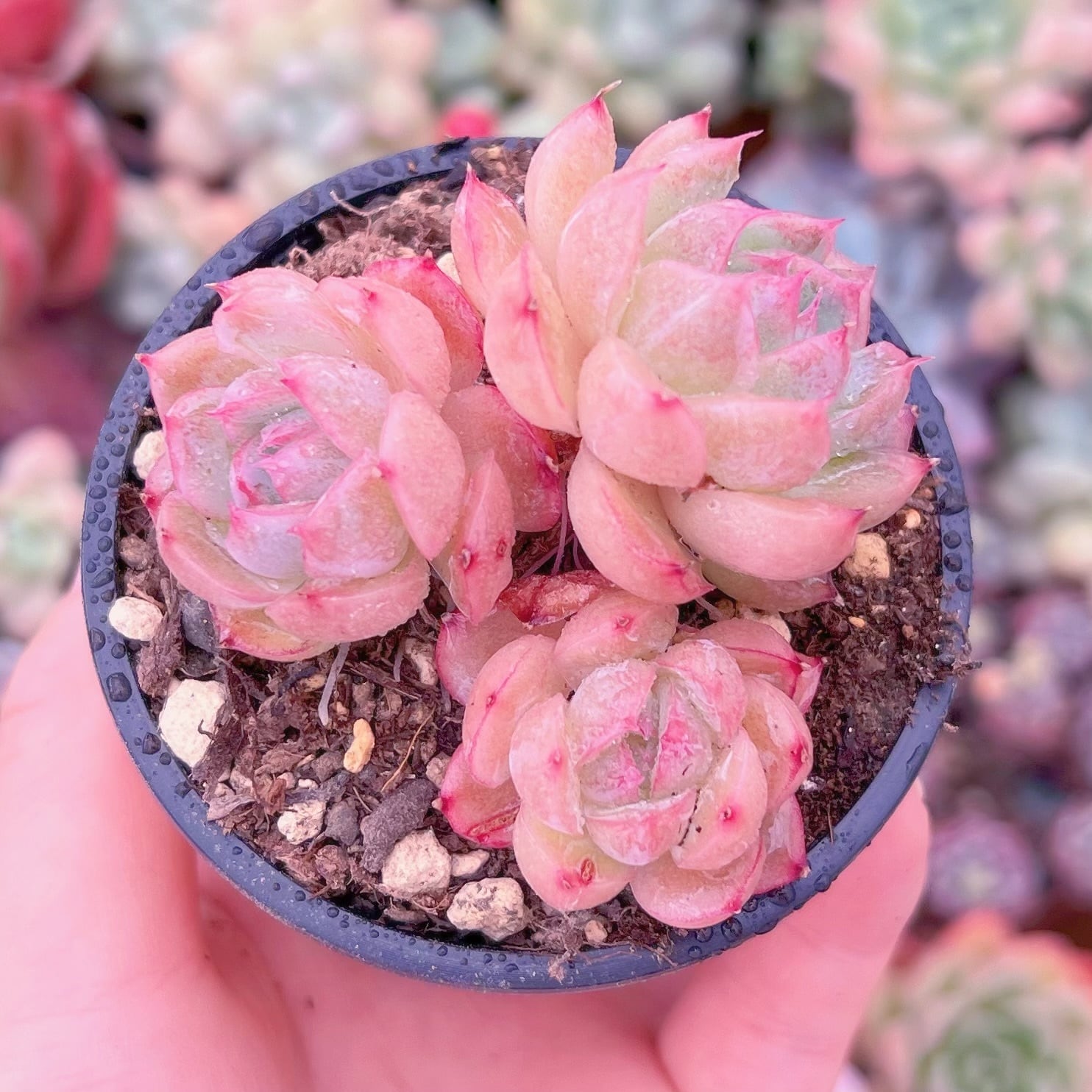 現品　クランベリー#F213   群生　古株   るる農園