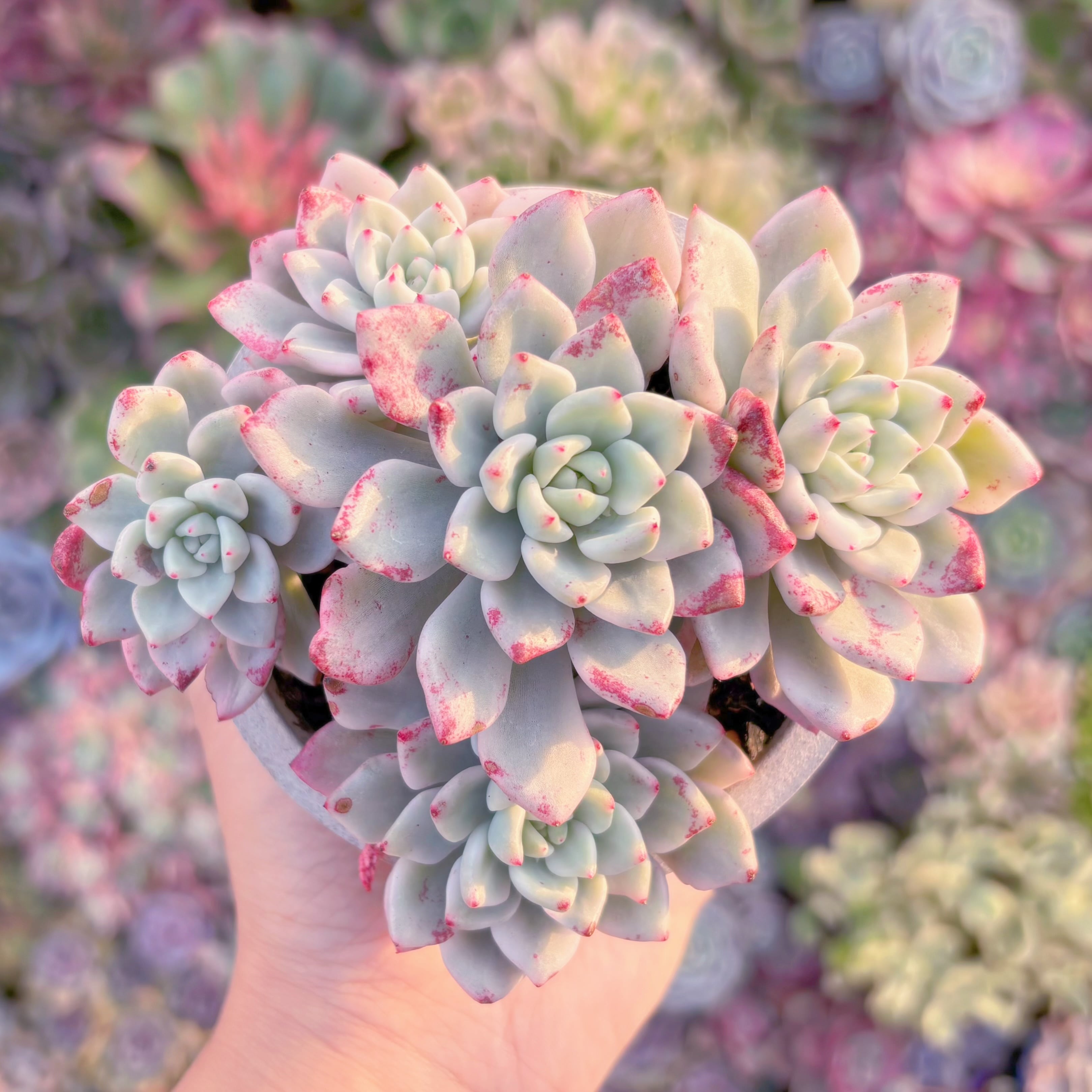 現品　雪の女王錦#850　大群生　るる農園