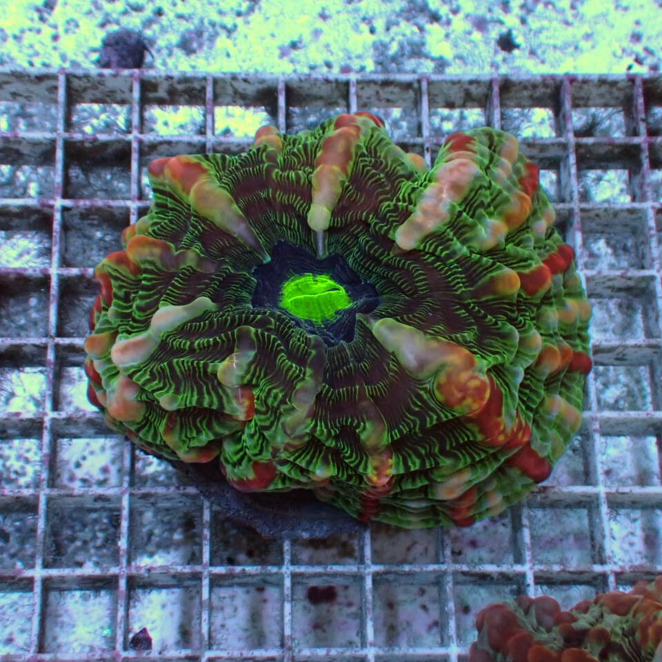コハナガタサンゴ | HOUSE REEF(ハウスリーフ)サンゴ・海水魚・海藻