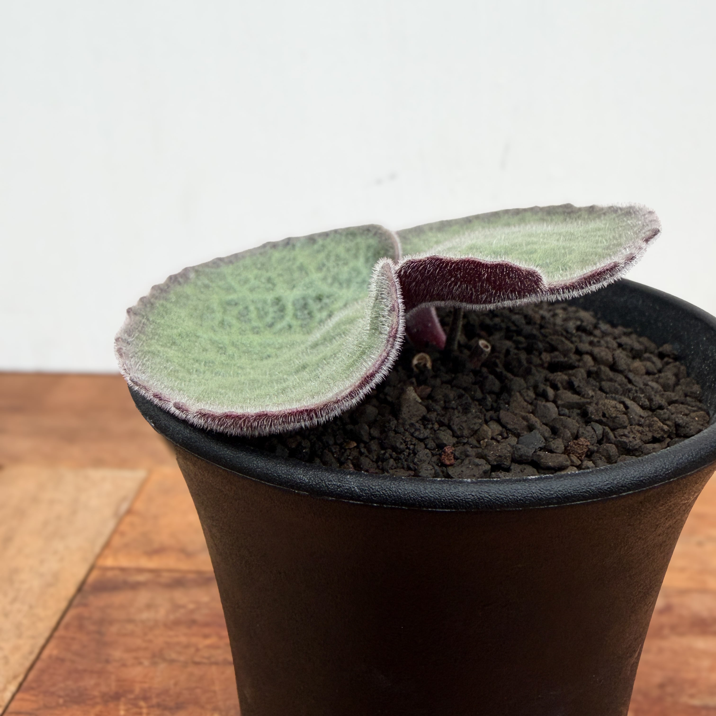 Tyrecodon singularis【チレコドン・シングラリス】 | RIMO'S GREEN