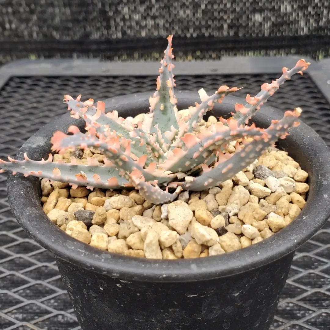F00603_Aloe 'Saw Bones' Hybrid：アロエ・ハイブリッド（子株