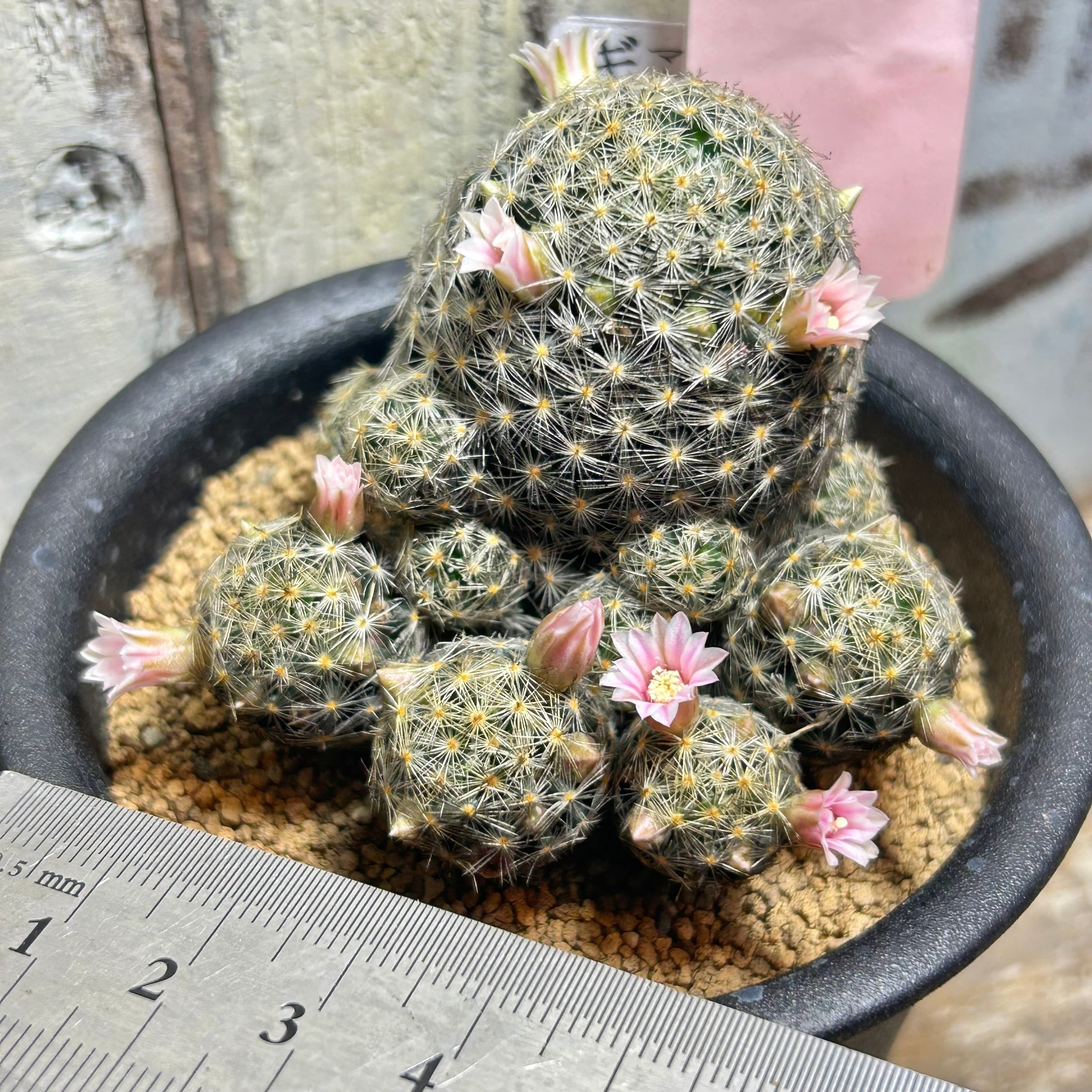 T)マミラリア・スキディデナ ギセラエ(サボテン) | RuPo 多肉植物専門店