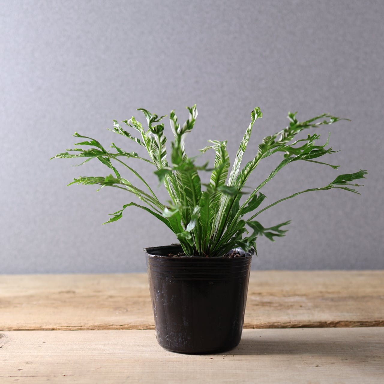 397 光を受けて輝く『アスプレニウム ニダス 斑入り』観葉植物 【送料