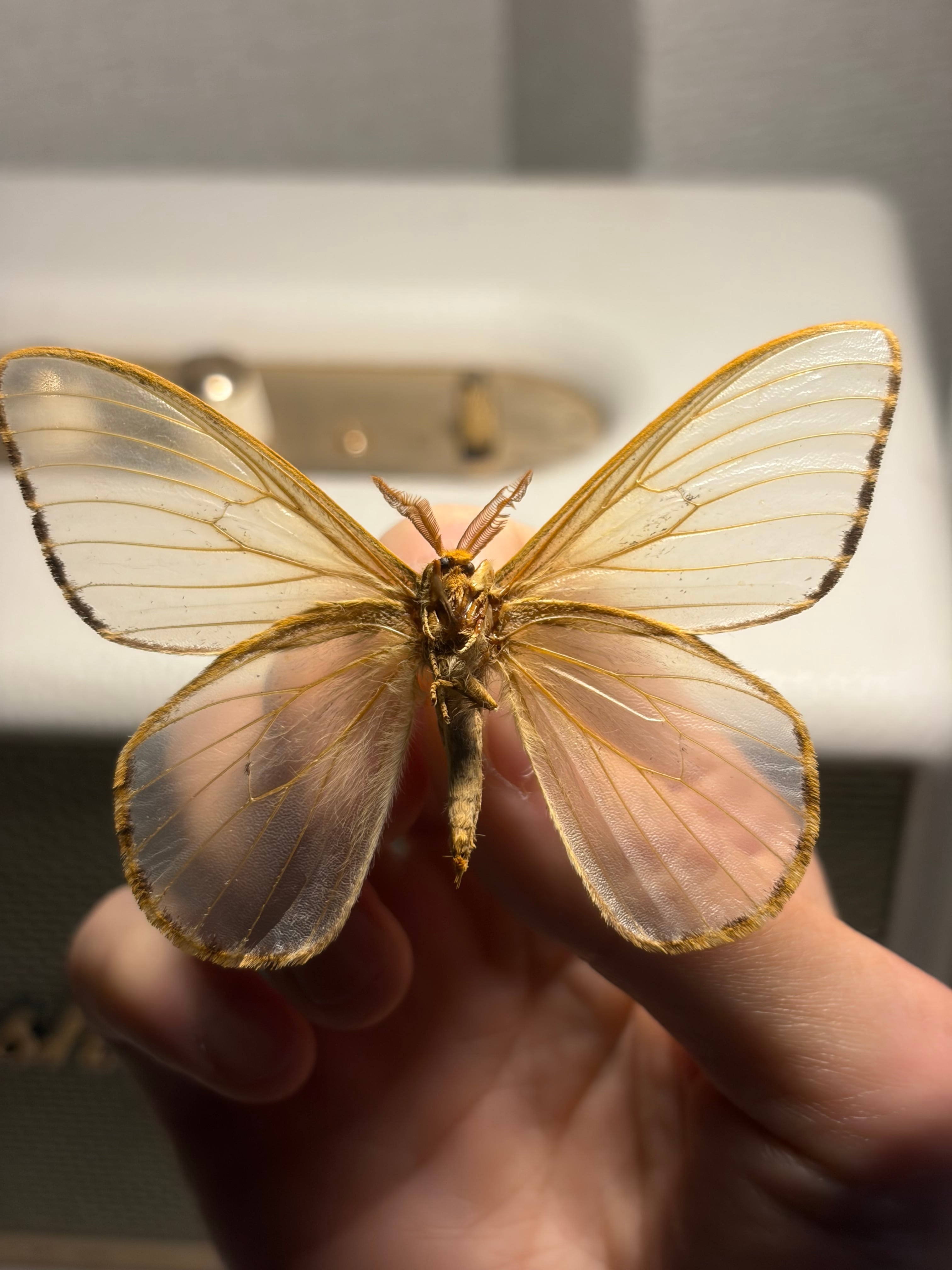 スカシヤママユ スカシジャノメ 標本 ヤママユガ 蛾 Parnassius 外国産