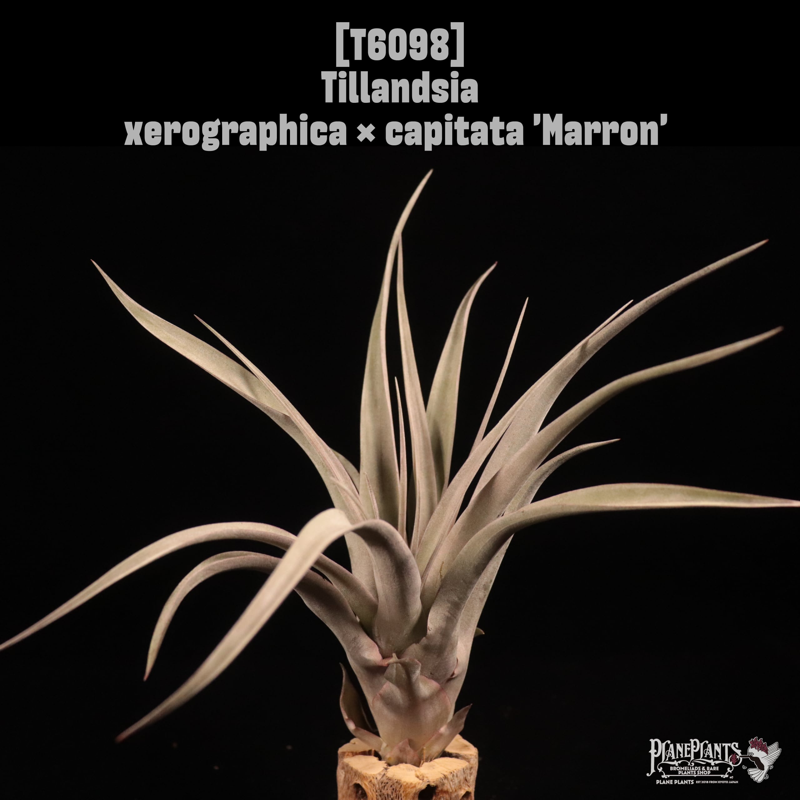 Tillandsia xerographica × capitata 'Marron'〔ティランジア〕T6098