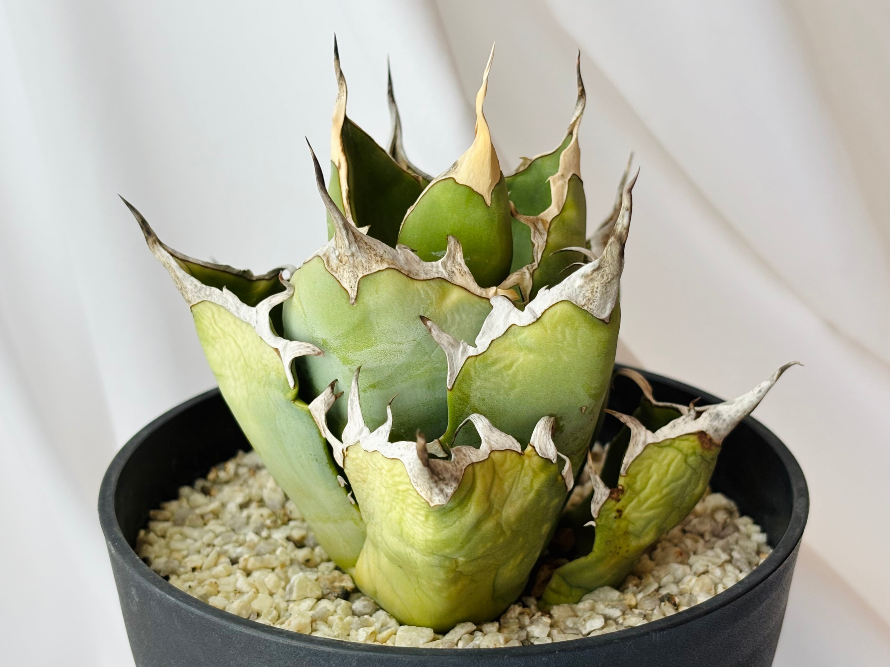 Agave titanota アガベ チタノタ ノーネーム 多肉植物 | plants MARU