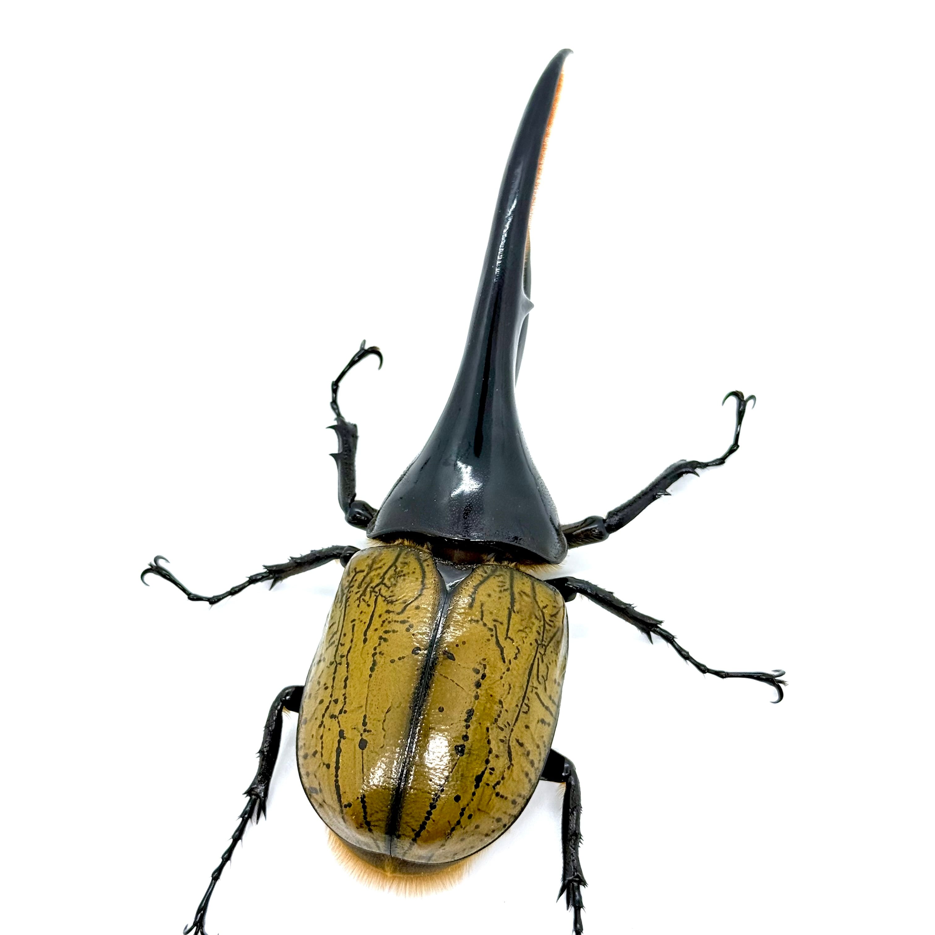 ぷてらす　ヘルクレスオオカブト 他 144㎜ / 成虫 / オス / ヘラクレスオオカブト | HERCULES-TOKYO