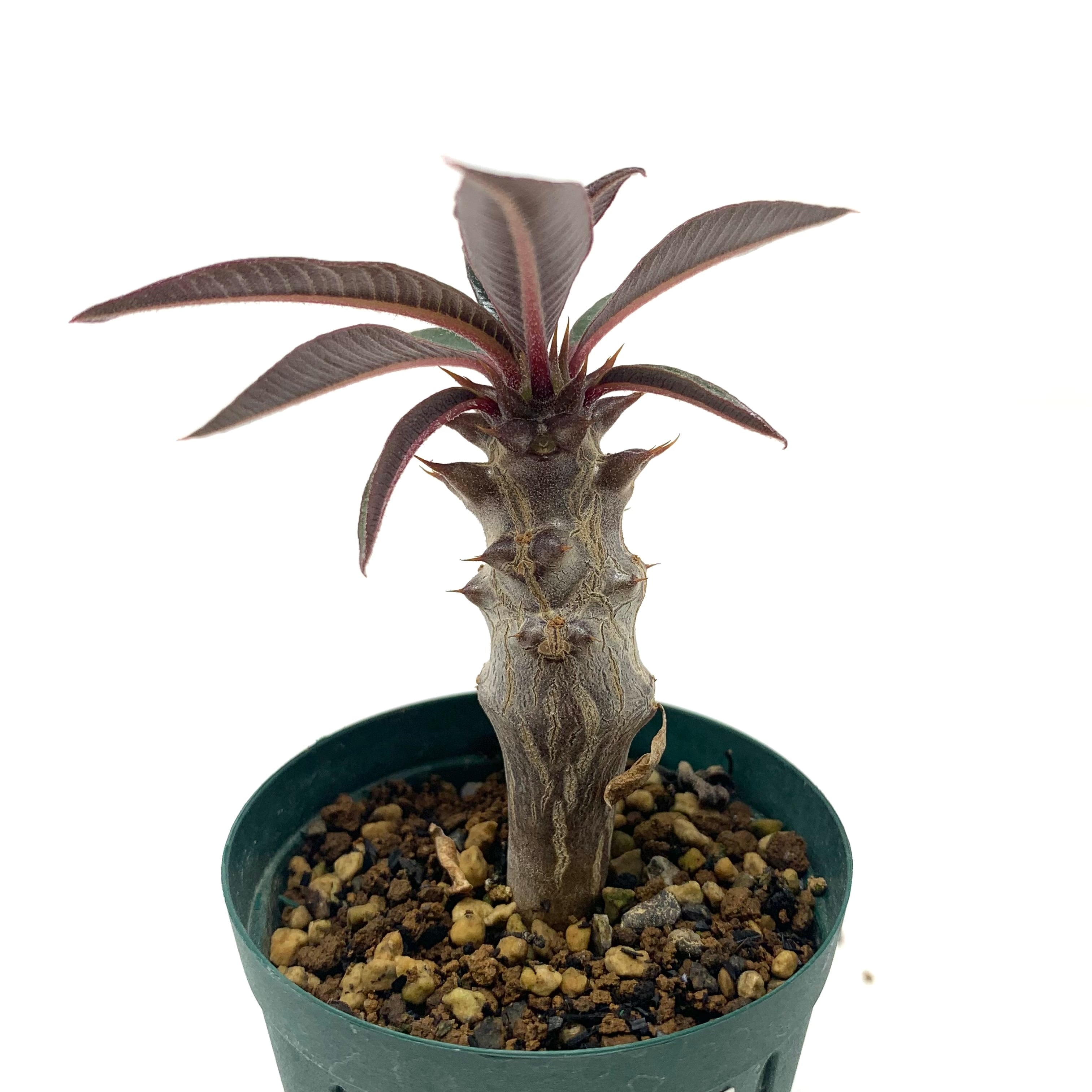 パキポディウム　バロニー　国内実生 パキポディウム バロニー×ウィンゾリー 国内実生