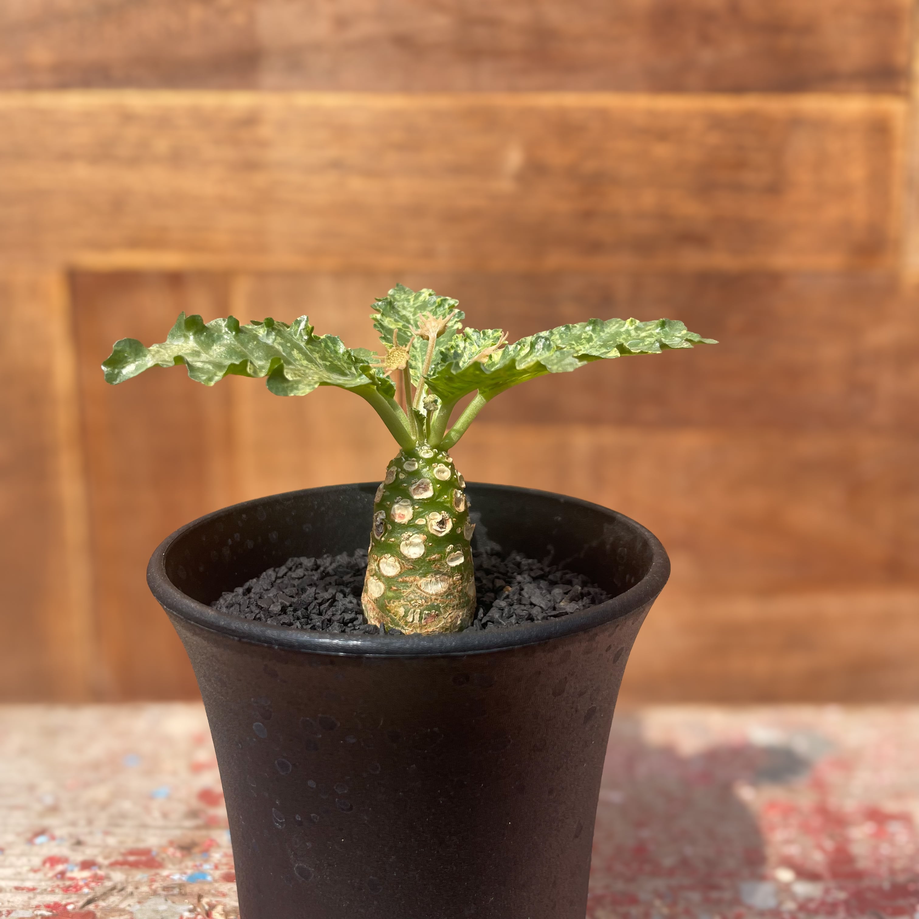 【開花株】ドルステニア　ホルウッディ錦　実生株　ポットごと発送 ドルステニア ホルウッディ錦 実生株 ポットごと発送 - メルカリ