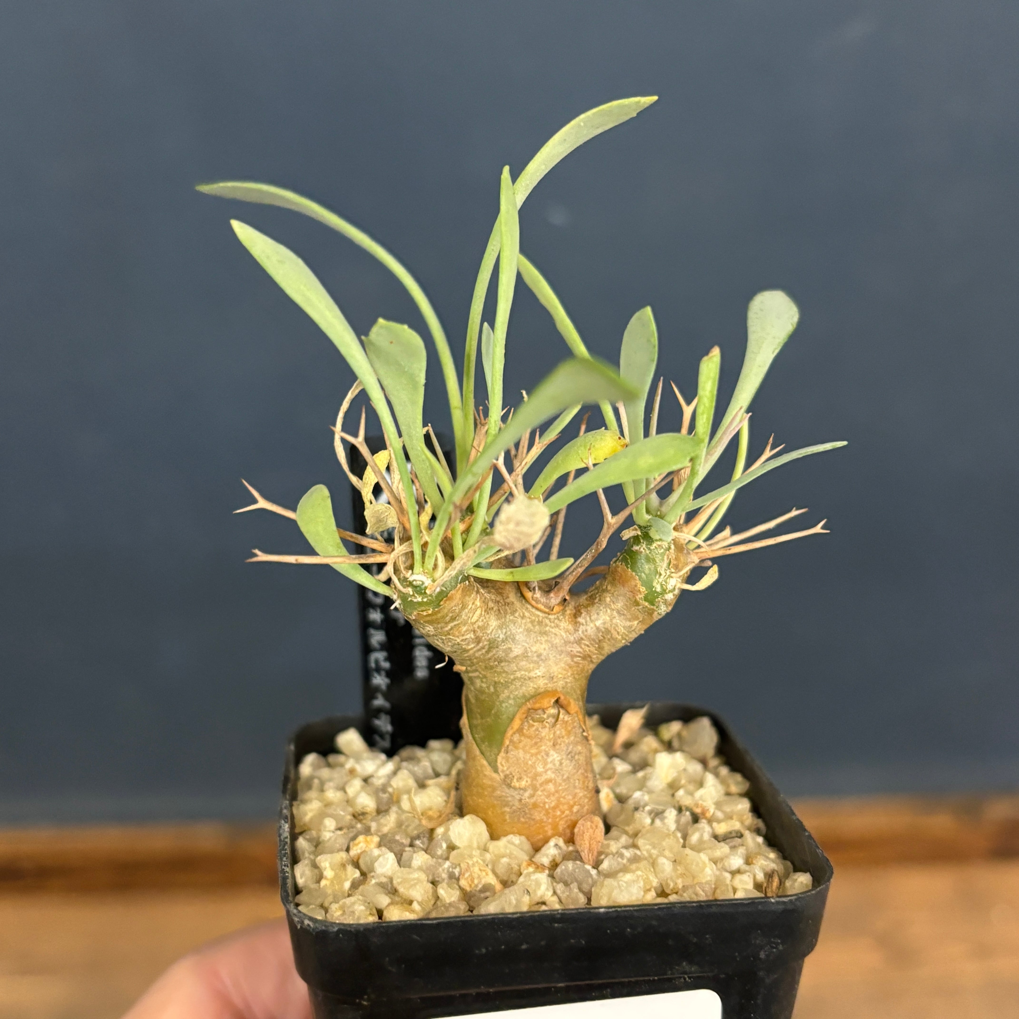 オトンナ ユーフォルビオイデス【998】 | PROTOLEAF プロトリーフ