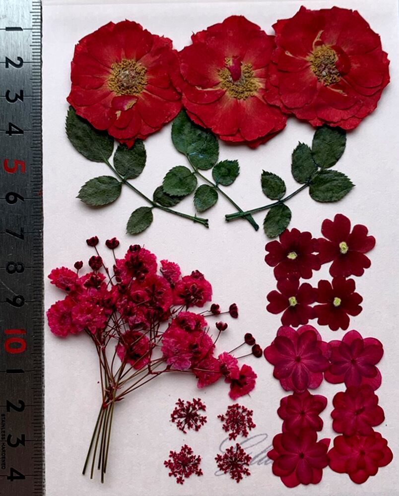 送料無料 押し花セット 令和レッドmix はなはなぐりゅっけ 送料無料 押し花セット 令和レッドmix はなはなぐりゅっけ
