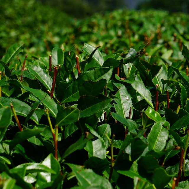 ほうじ茶パウダー 1kg袋