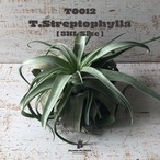 【送料無料】ストレプトフィラXXXL〔エアプランツ〕現品発送T0012