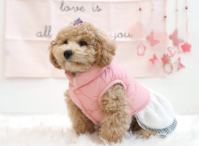 【SALE】リボンダウンワンピース S ~ XL  /  犬服 暖かい ワンピース ダウン ドッグウェア アウター ペット洋服 犬 服 outer17