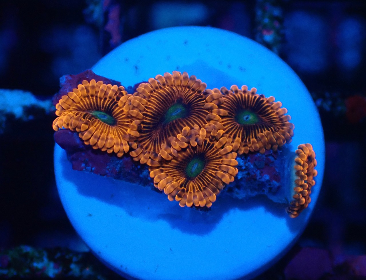 【現地買付】JalartaZoa 14