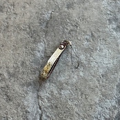 【限定商品】レザーストラップ プレーン パイソン (ゴールド)