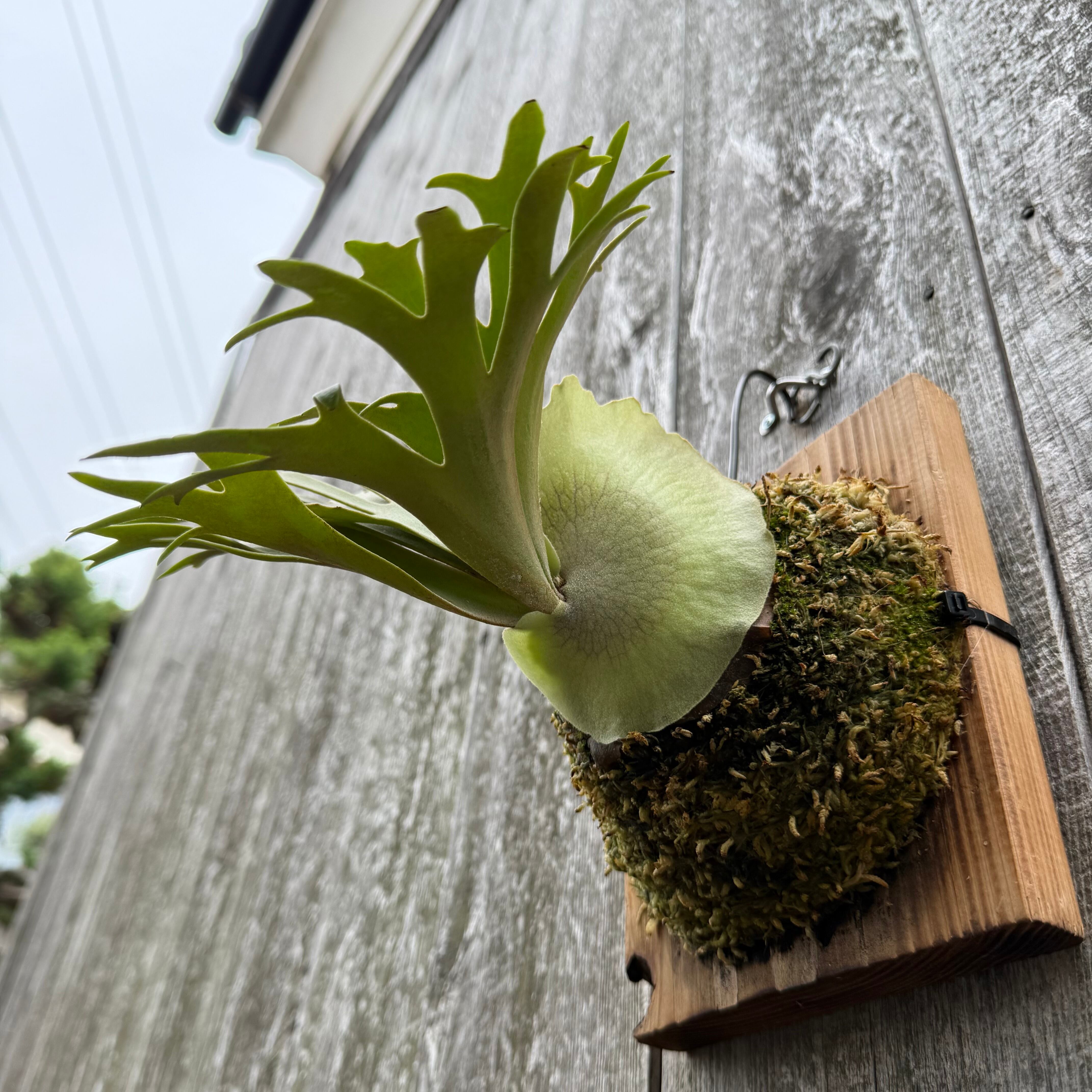 P. willinckii O.M.G sporeling “WASABI” | naturefix