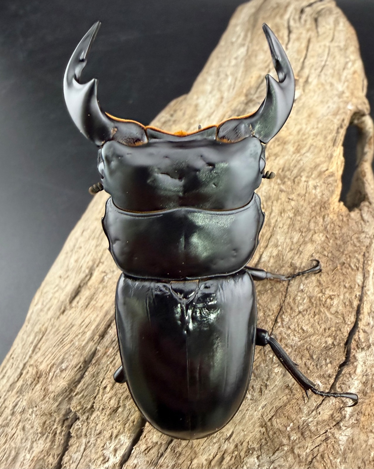 《ブータンアンタエウス シェムガン産 73.5mm ペア》