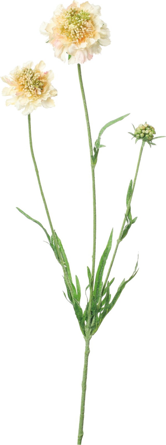 スカビオサスプレー　FA-7399 PE　4961823470165