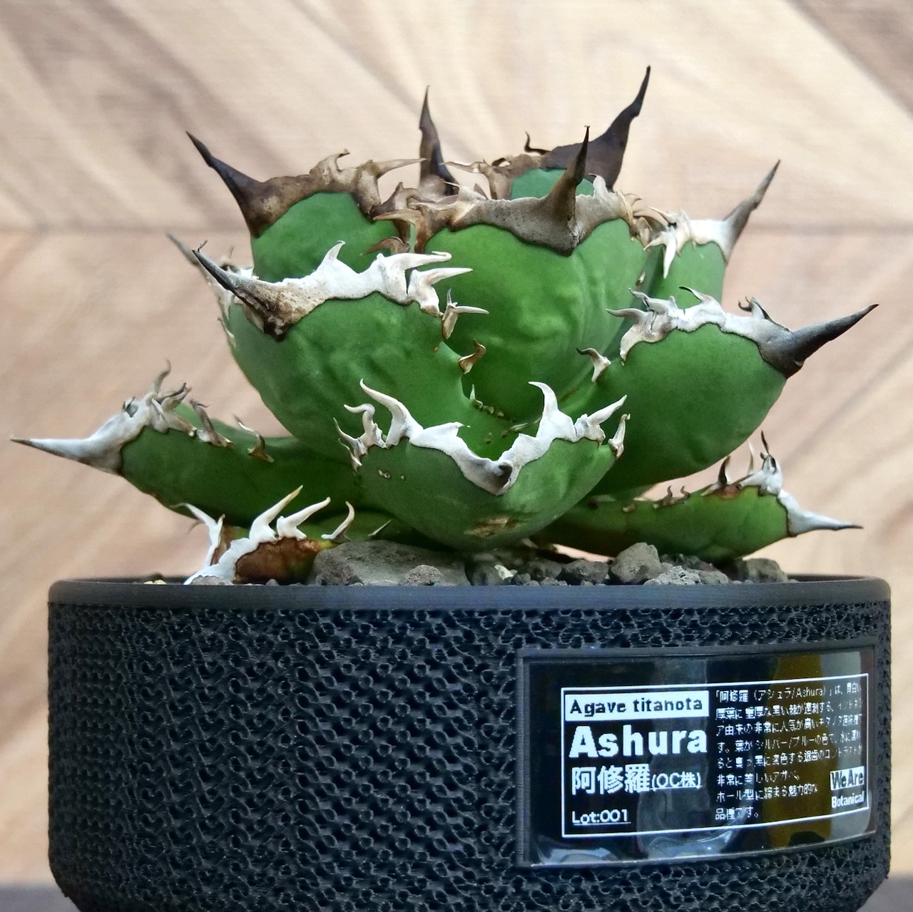Agave Titanota 阿修羅 (ashura) アガベ チタノタ / 中株(4号鉢)/Lot.001