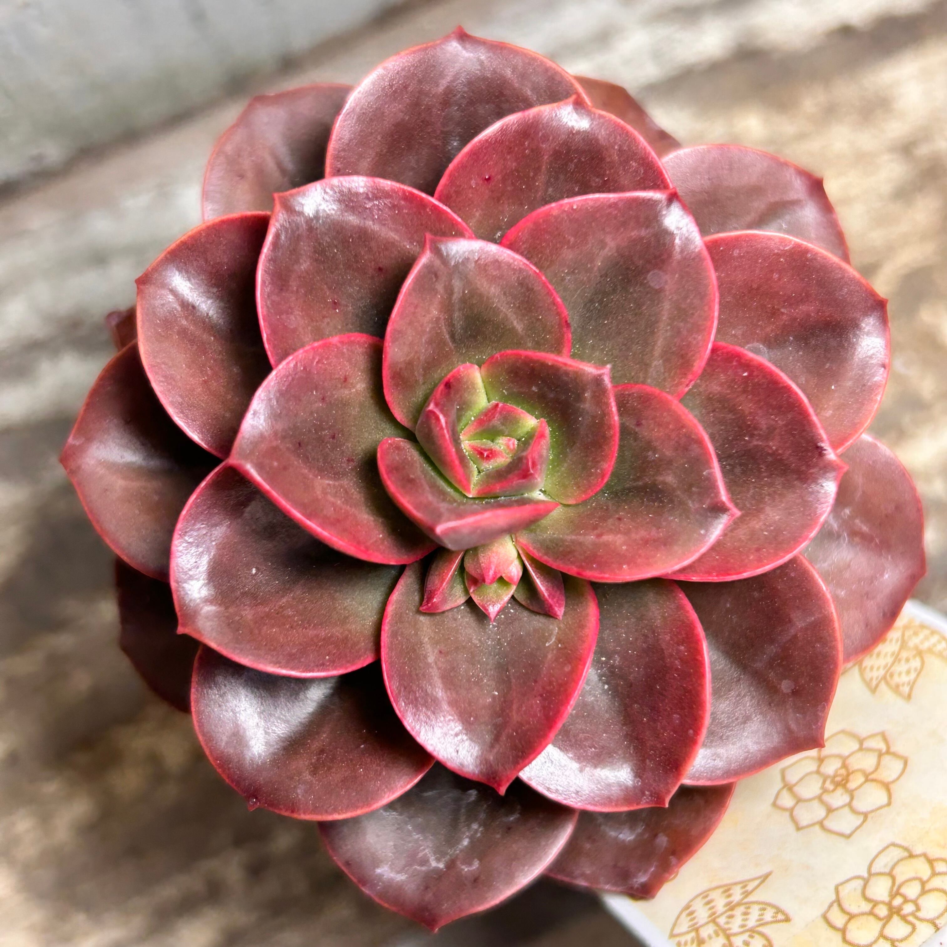 や*る様 2401 新入荷　ブラックチョコレート　エケベリア　多肉　撮影12月2 楽天市場】チョコレートブリック エケベリア Mサイズ6cmポット Mサイズ