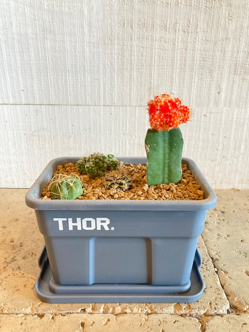 THOR ミニバケツ サボテン植え込みセット（ブルーグレー）