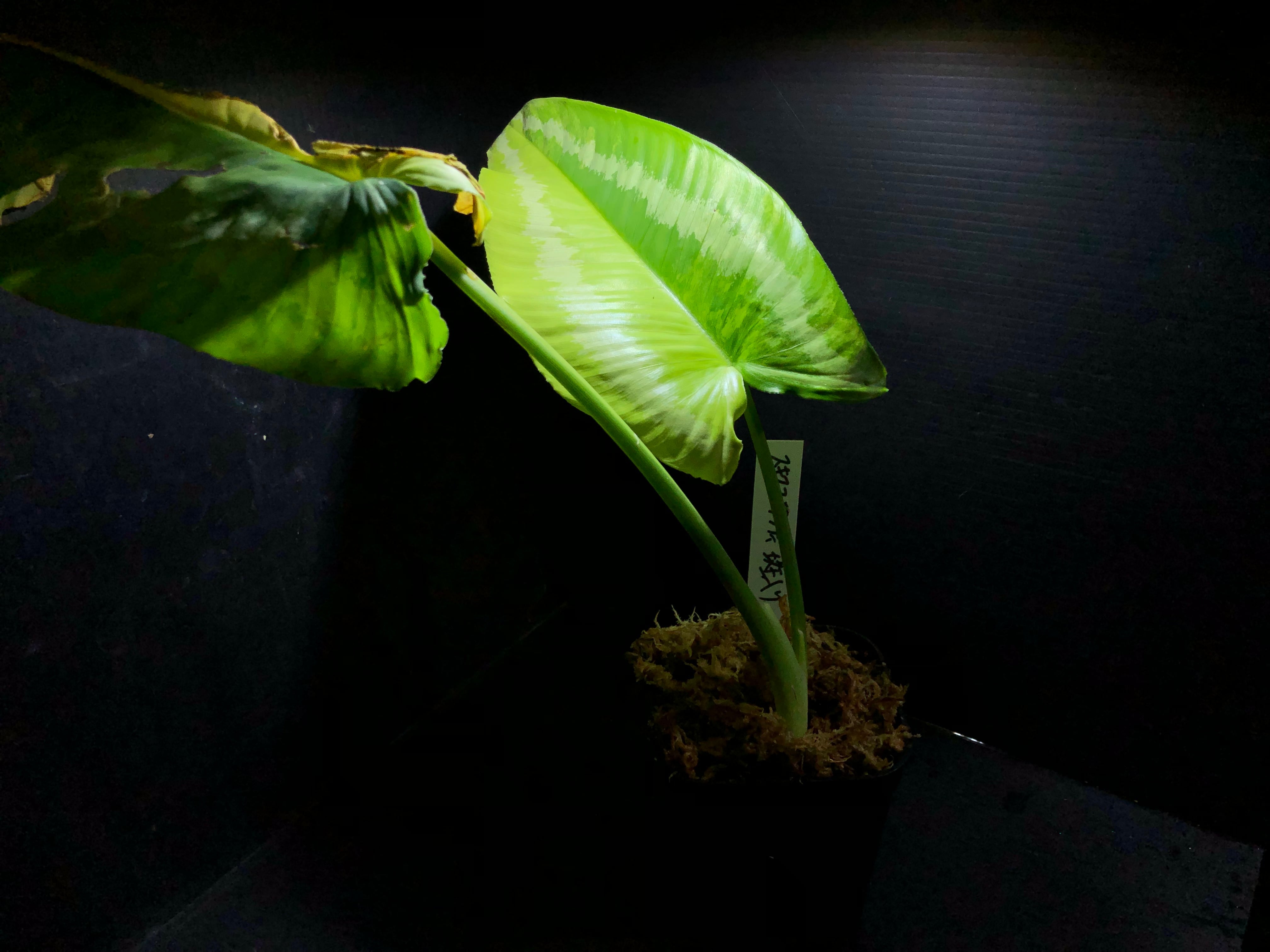 Bucephalandra sp.Kedagang Pink Variegata（ブセファランドラsp.クダ