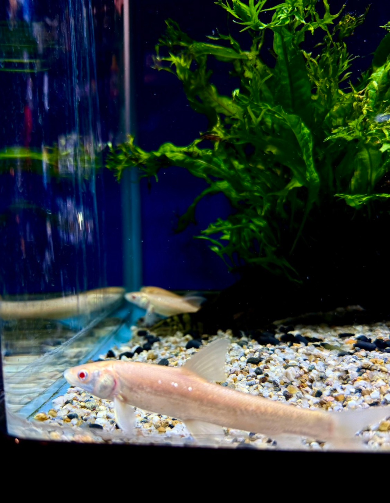 アルビノルシオバルブス - 1