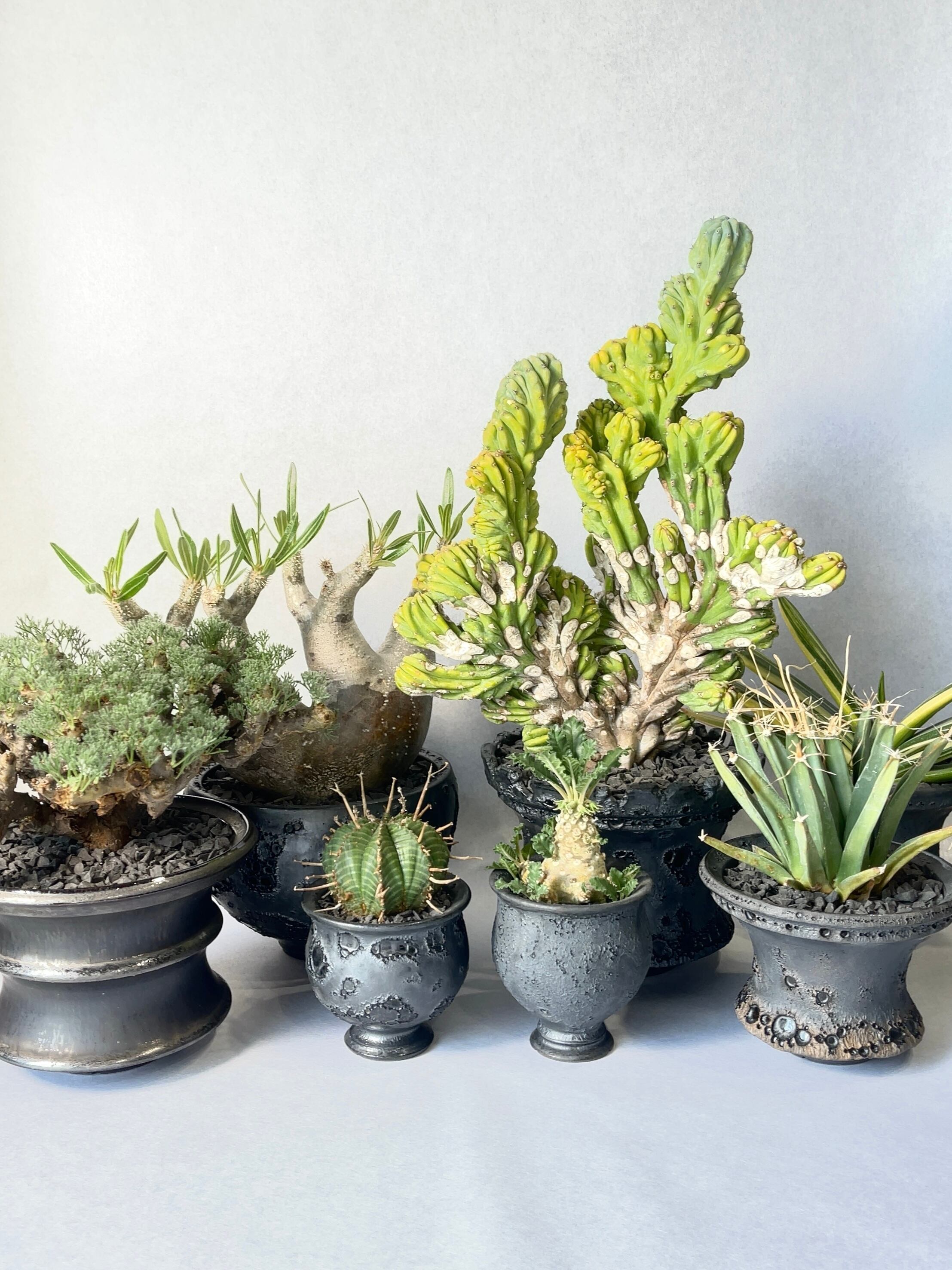 ユーフォルビア・ホリダ | trigger