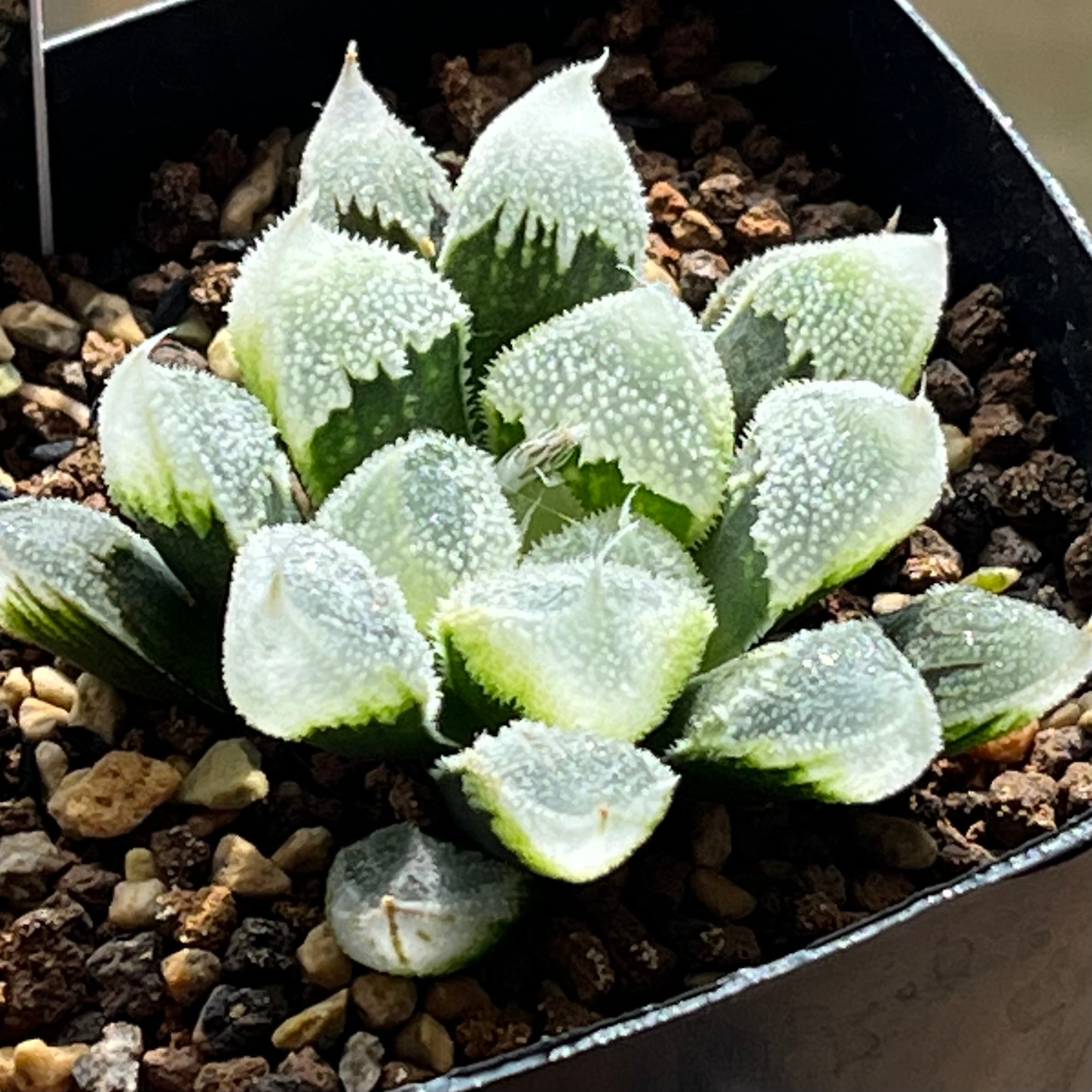 ハオルチア B型コンプトミュータント錦② ハオルチア B型コンプトミュータント錦② | mocono_plants