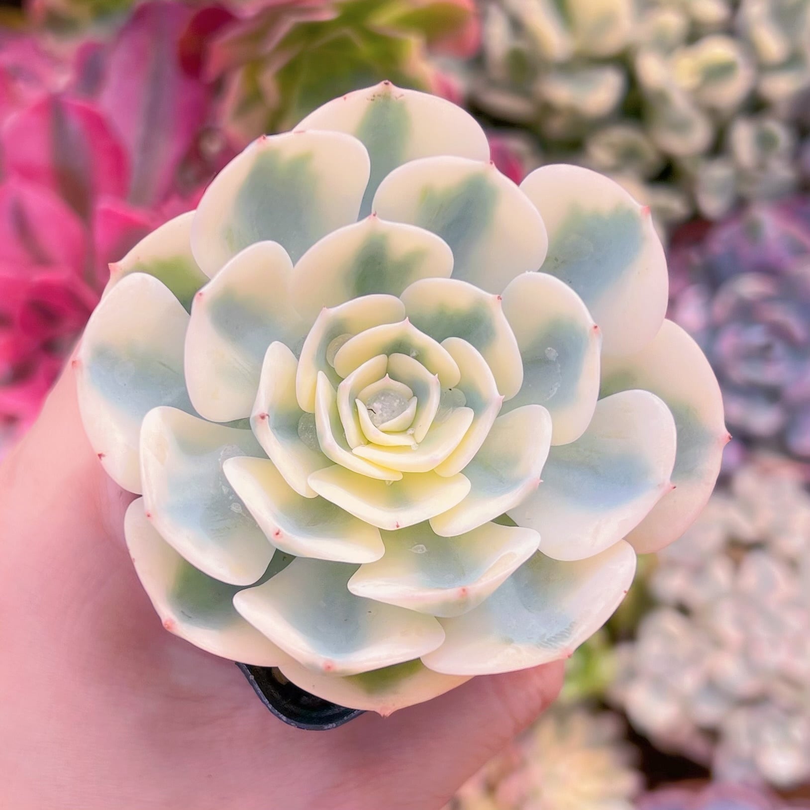 現品　ルノーディン#928　新入荷