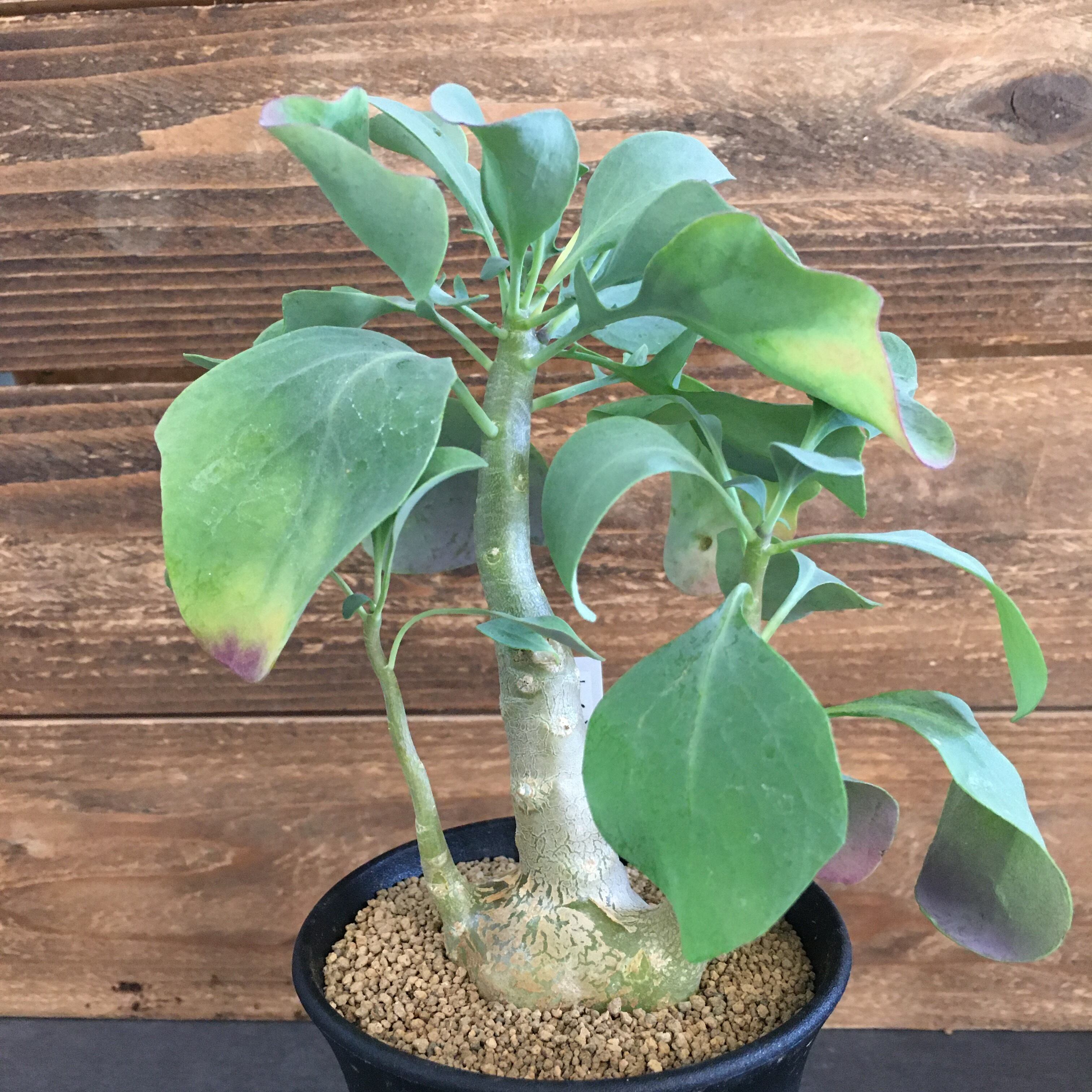 オトンナ トリプリネルビア 実生 Protoleaf プロトリーフ