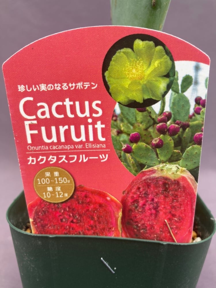 エアルーム品種 赤果肉、ベリー系 イチジク 接木苗 イチジク