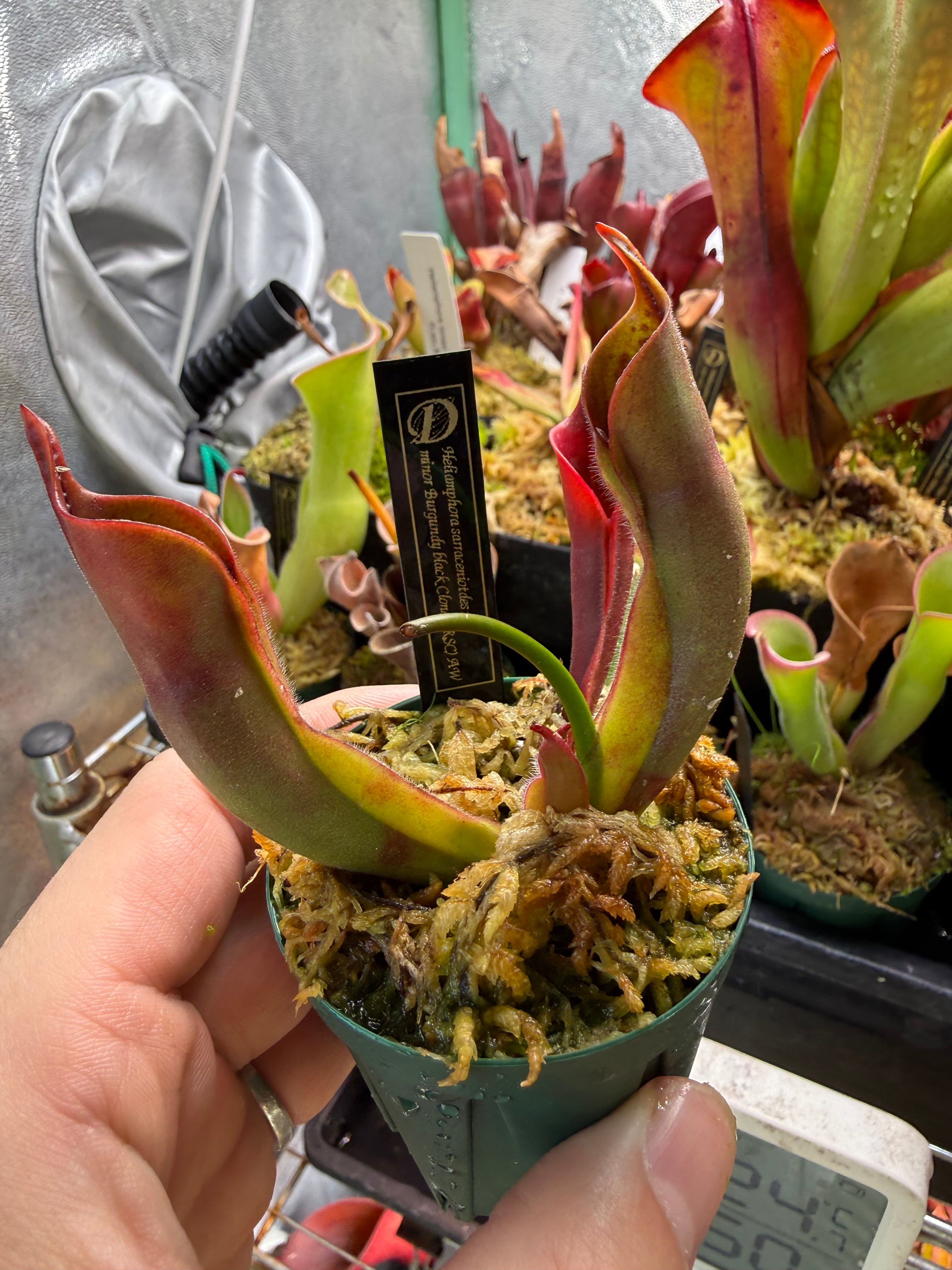 食虫植物 Dionaea muscipula werewolf系 seedling 2024 ハエトリソウ