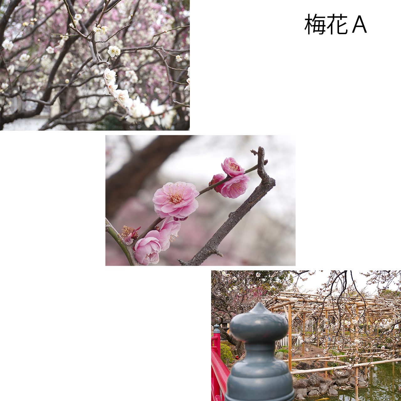 花いろ日和|梅花 <ポストカード・3枚セット>