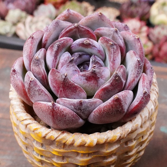 人気【ダークオパール 】定番　丸コロ　エケベリア　韓国多肉　今年も登場！