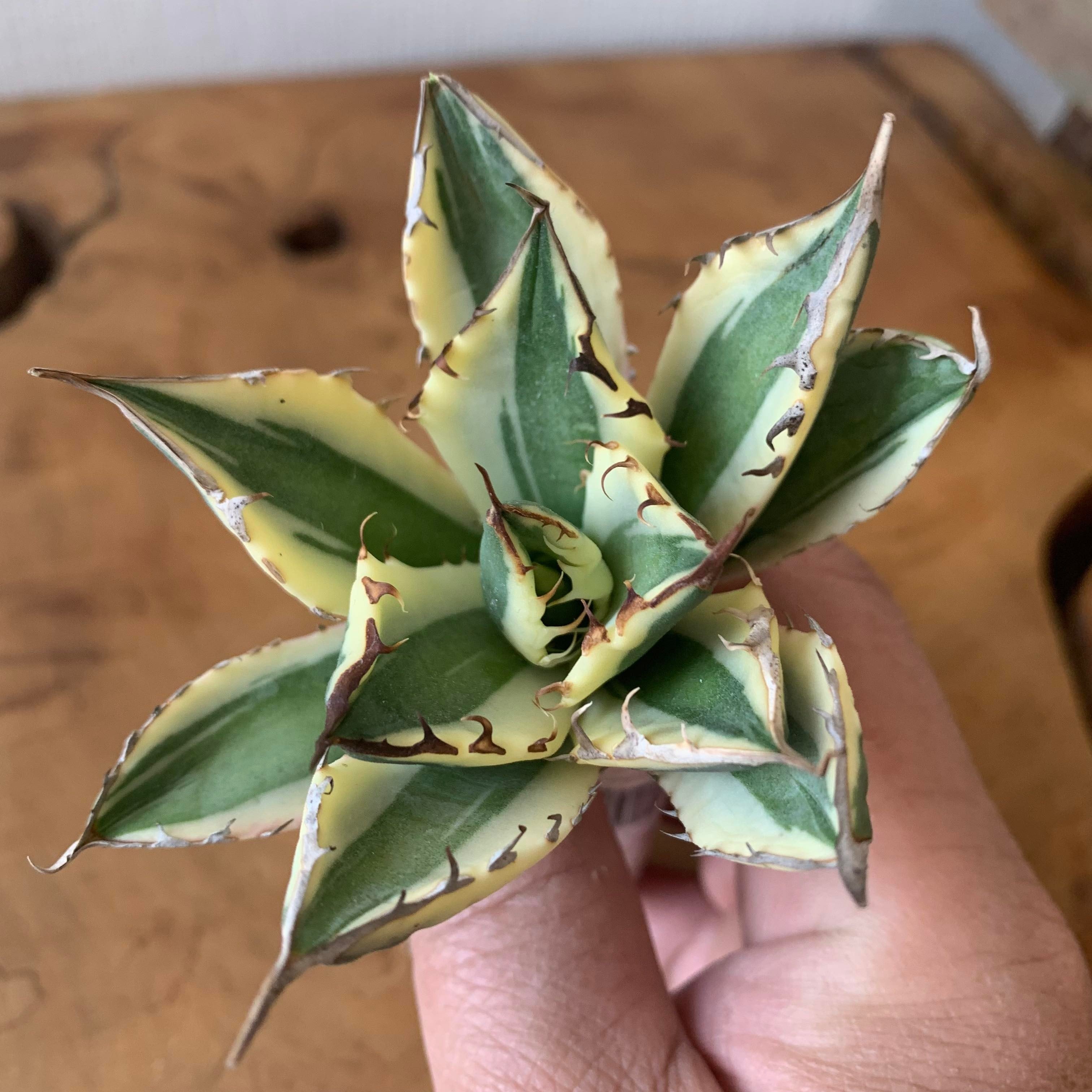 Agave titanota Snaggle Tooth スナグルトゥース