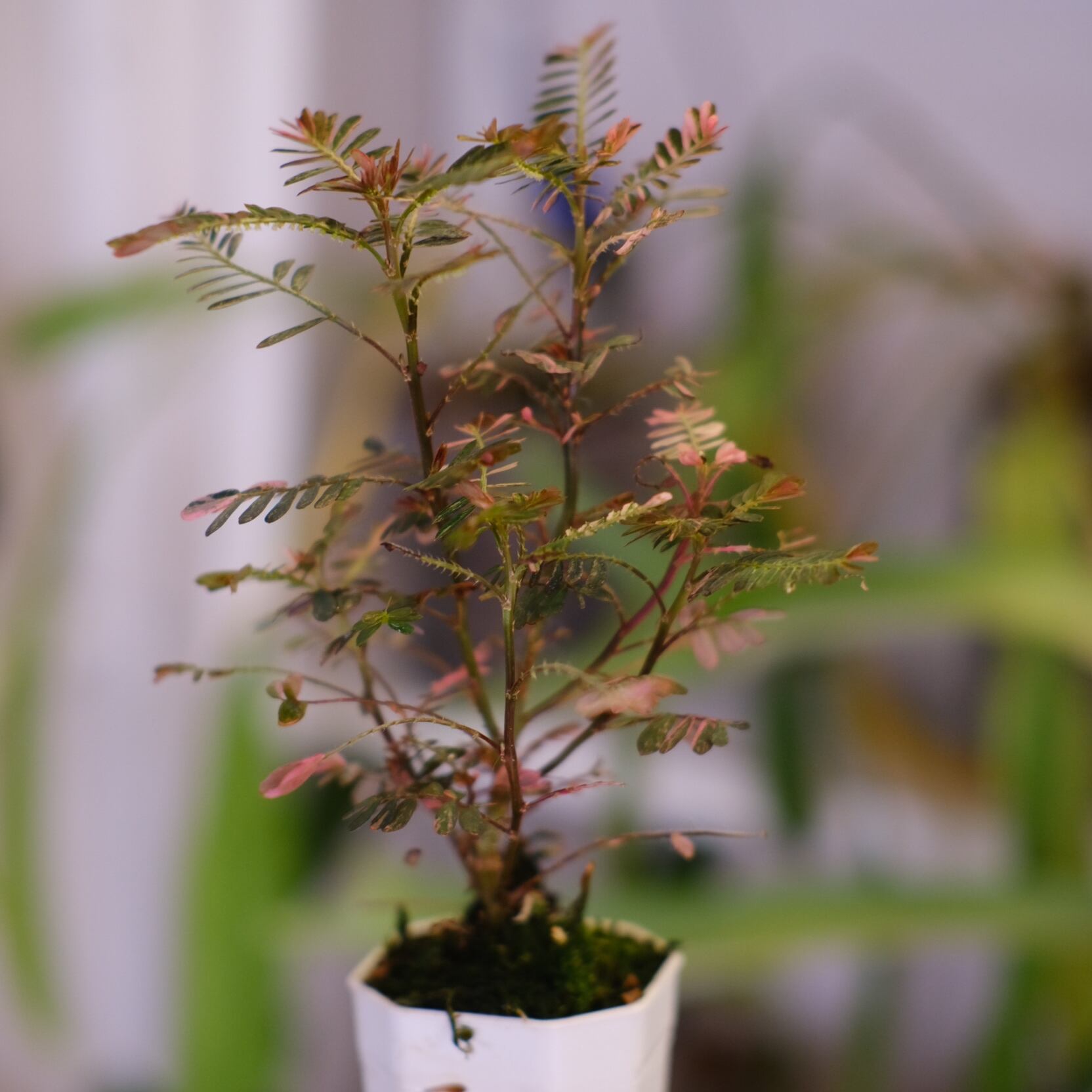 Phyllanthus urinaria 'Pink Variegated'│フィランサス・ウリナリア