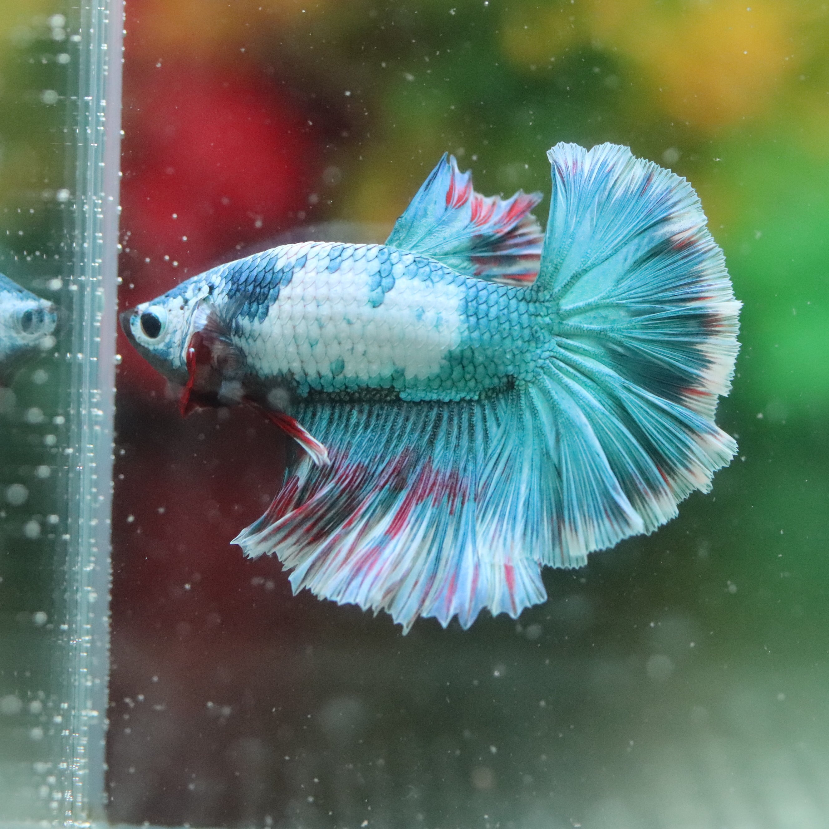 CERAPHICいきもの電球』5000K | aquarium shop earth