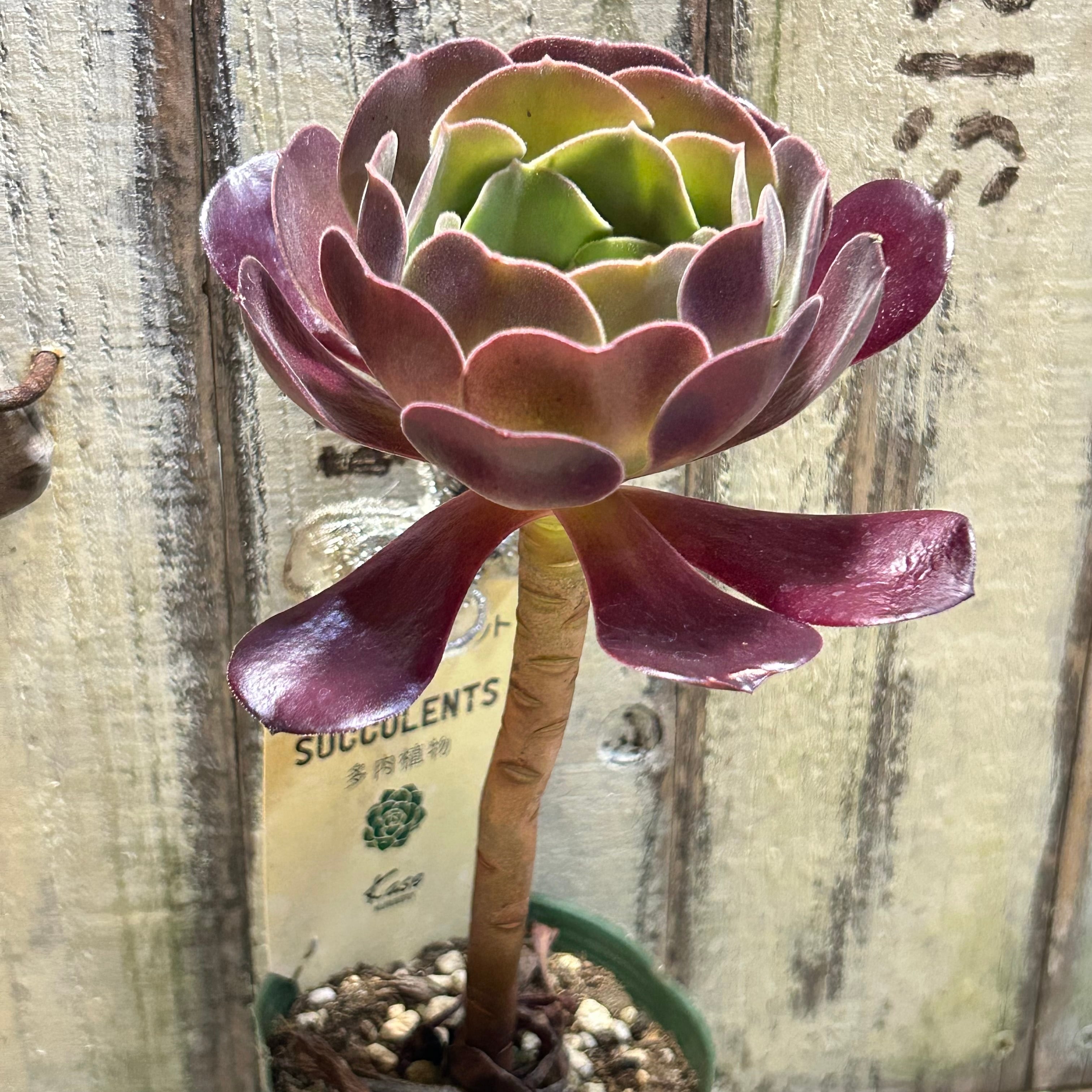 カシミヤバイオレット(アエオニウム) | RuPo 多肉植物専門店