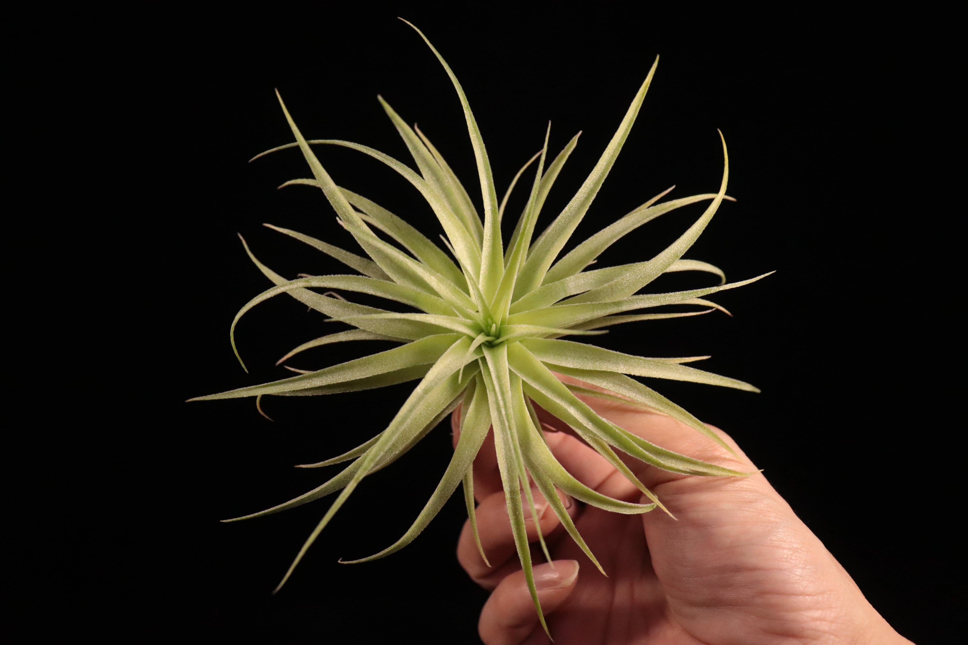 送料無料】geminiflora〔エアプランツ〕現品発送T4683 | plane plants