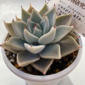 【現物商品】ECHEVERIA cuspidata,Parras  原種 実生苗