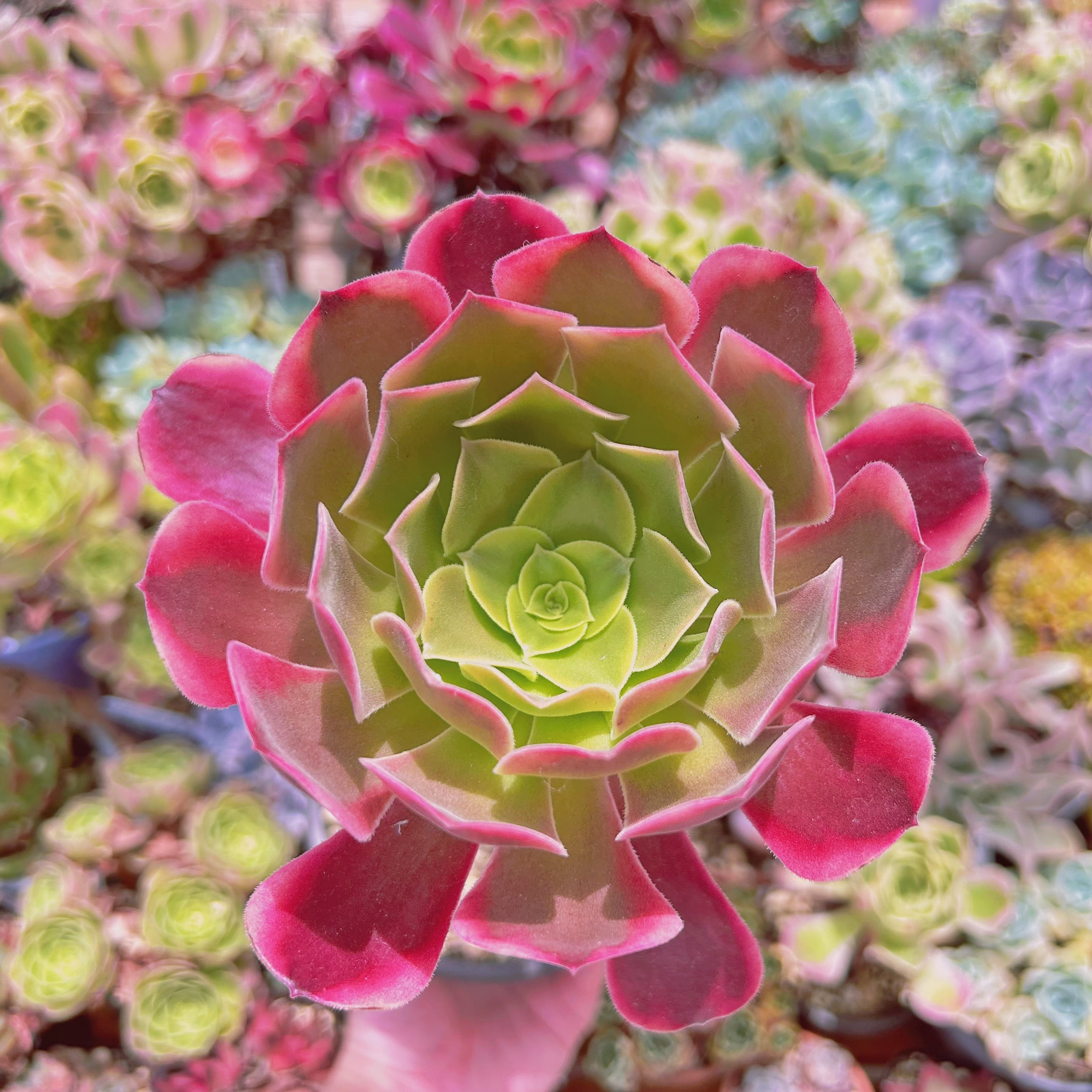 多肉植物　カシミヤバイオレット錦　特大　抜き苗