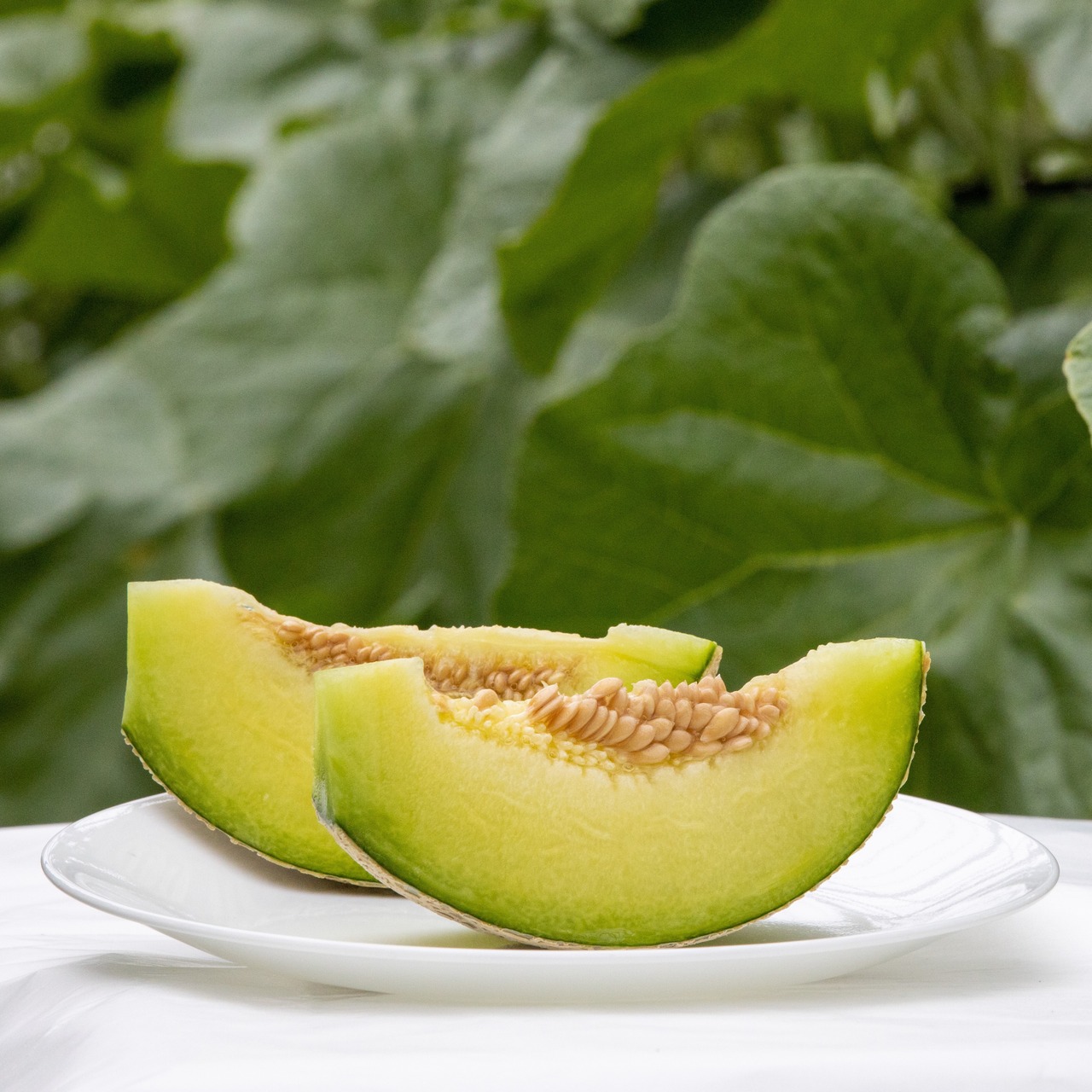 こまねメロン 1玉(家庭用)• 大玉(1.4kg以上)