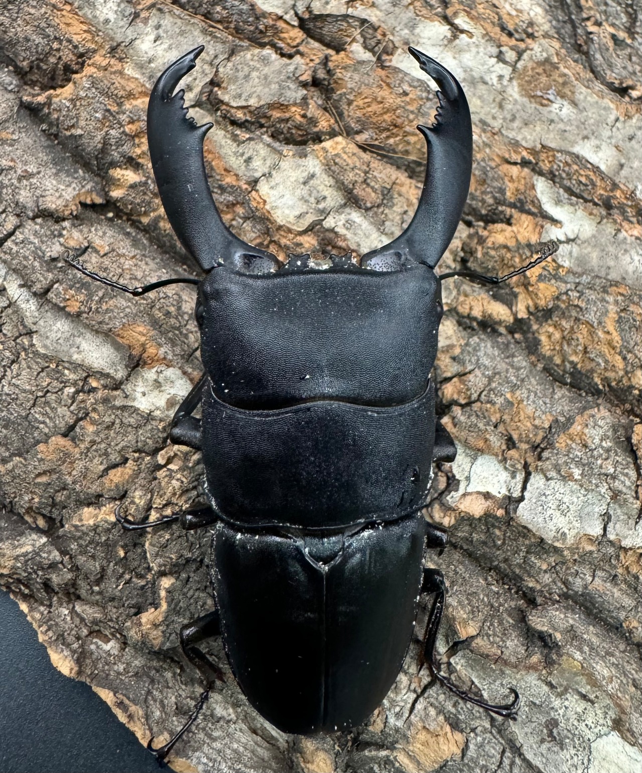 【WD】《西ペレンオオヒラタ(スラウェシオオヒラタクワガタ) 86mm ペア》